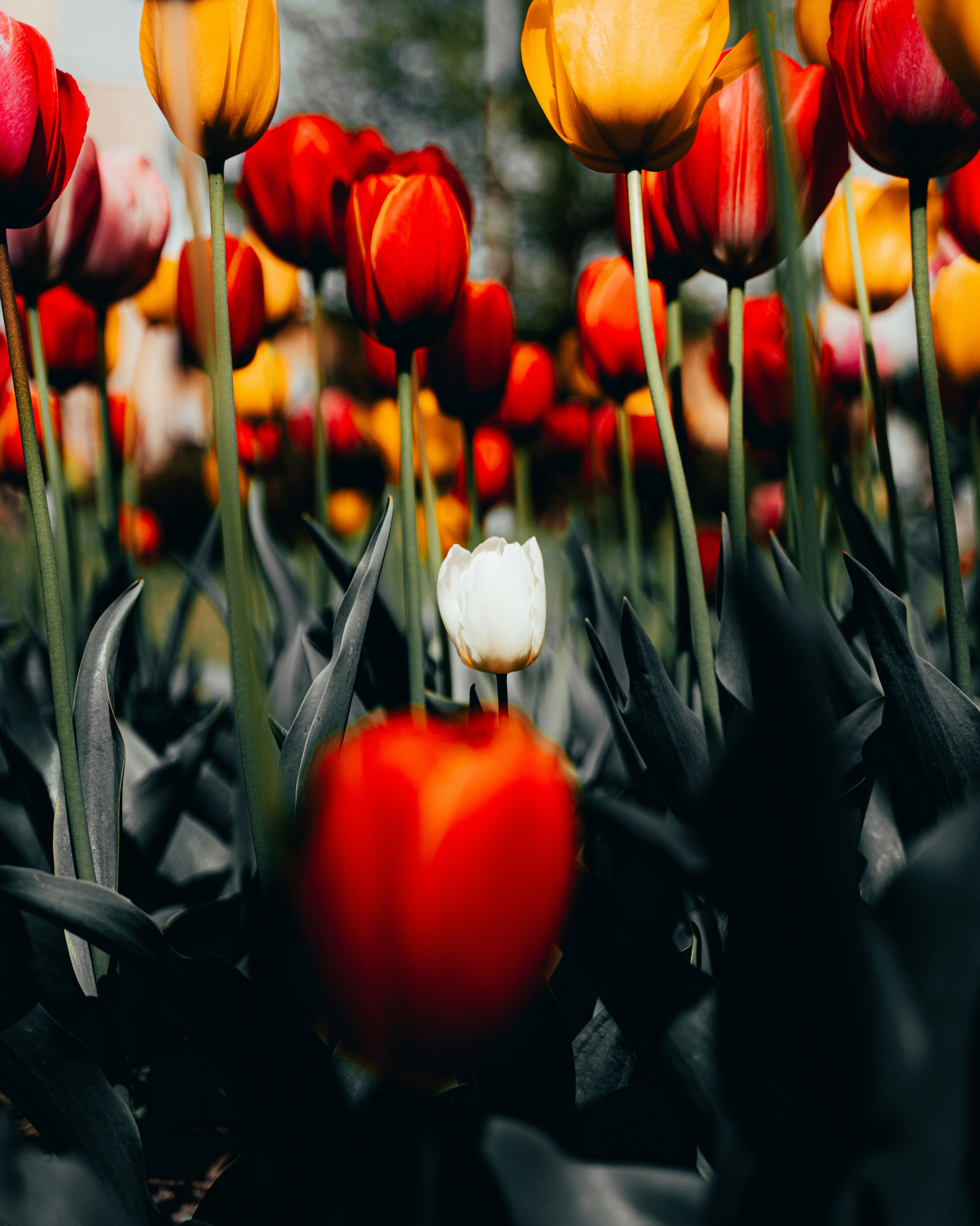 red and yellow tulips in bloom